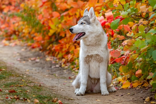 Ritratto di autunno del primo piano del cucciolo del husky siberiano. Un giovane husky bianco grigio un parco.