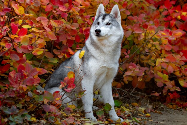 Ritratto di autunno del primo piano del cucciolo del husky siberiano. Un giovane husky bianco grigio un parco.