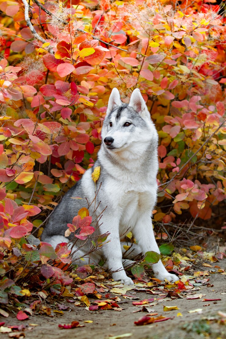 Ritratto di autunno del primo piano del cucciolo del husky siberiano. Un giovane husky bianco grigio un parco.