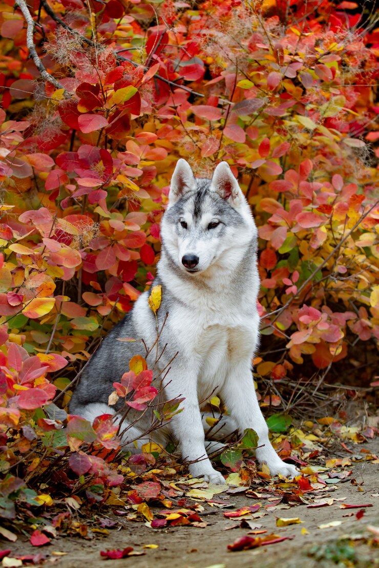 Ritratto di autunno del primo piano del cucciolo del husky siberiano. Un giovane husky bianco grigio un parco.