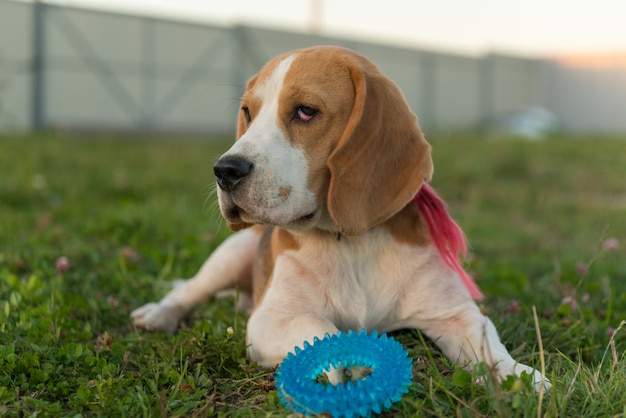 Ritratto di beagle carino