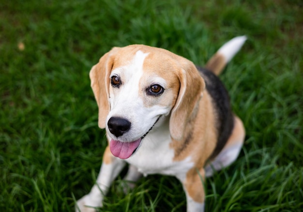 Ritratto di beagle sul cortile Cucciolo carino che cammina sullo sfondo della natura dell'erba Concetto di cane e animali domestici