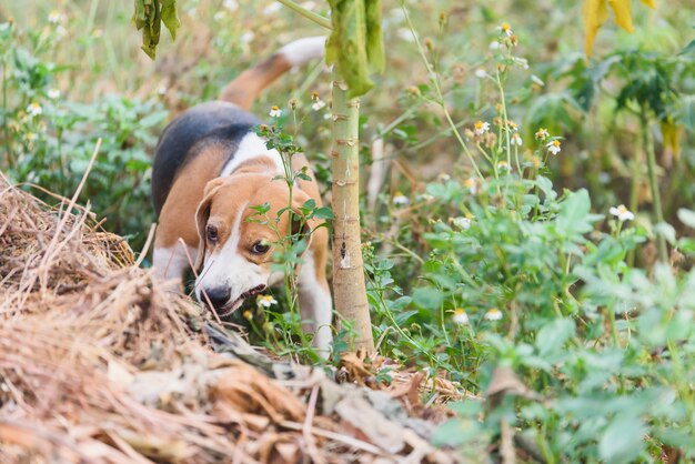 Ritratto di Beagle