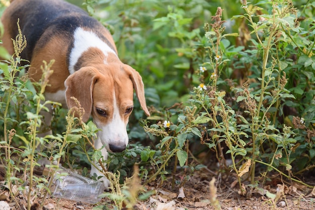 Ritratto di Beagle