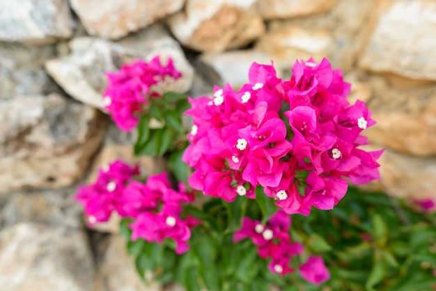 Ritratto di bei fiori rosa che sbocciano contro il muro di mattoni all'aperto