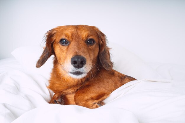 Ritratto di bel cane bassotto marrone capelli lunghi o cane salsiccia sdraiato sul letto bianco