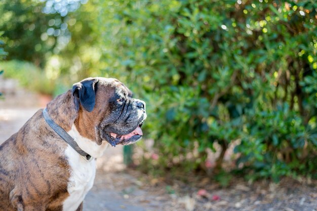 Ritratto di bel cane boxer tedesco