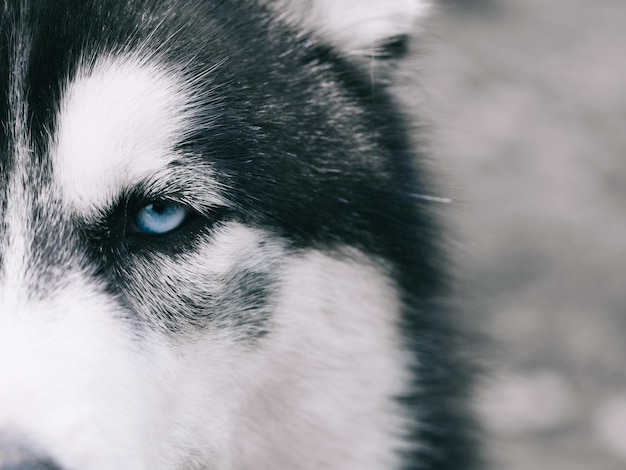 Ritratto di bel cane Siberian Husky Close up