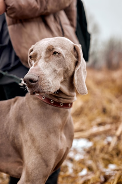 Ritratto di bel cane Weimaraner una natura autunnale. Cane da caccia all'aperto