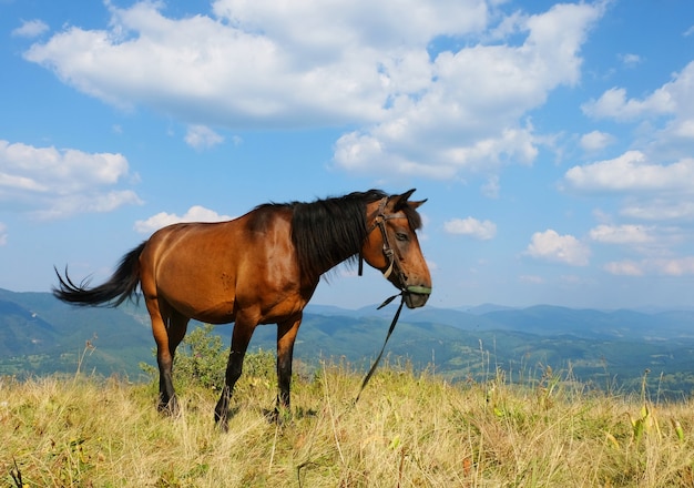 Ritratto di bel cavallo, all'aperto