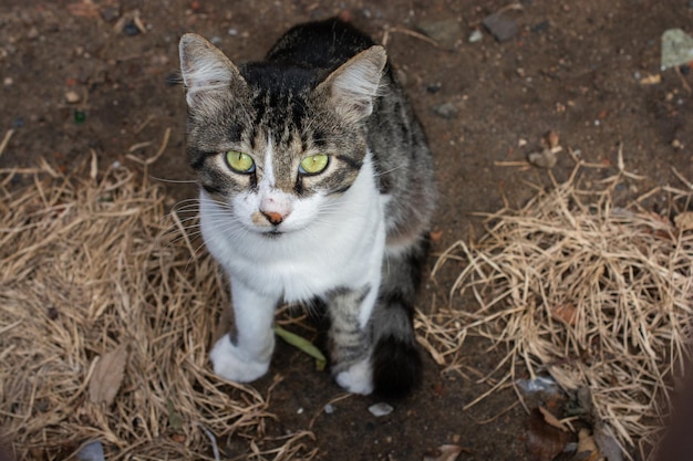 Ritratto di bel gatto carino come animale domestico