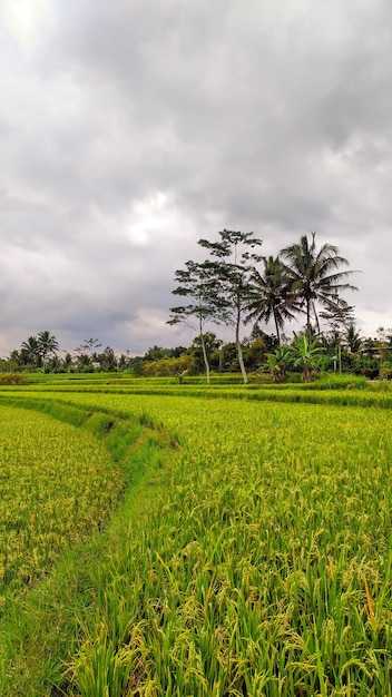 ritratto di belle risaie in Indonesia
