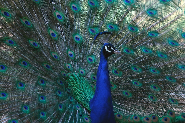 Ritratto di bellissimo pavone con piume brillantemente uccello