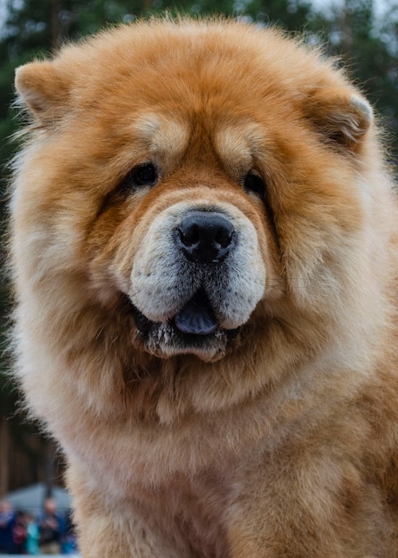 Ritratto di bello chow chow rosso