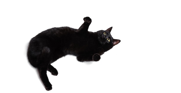 Ritratto di bello gatto nero giocoso che salta sul bianco