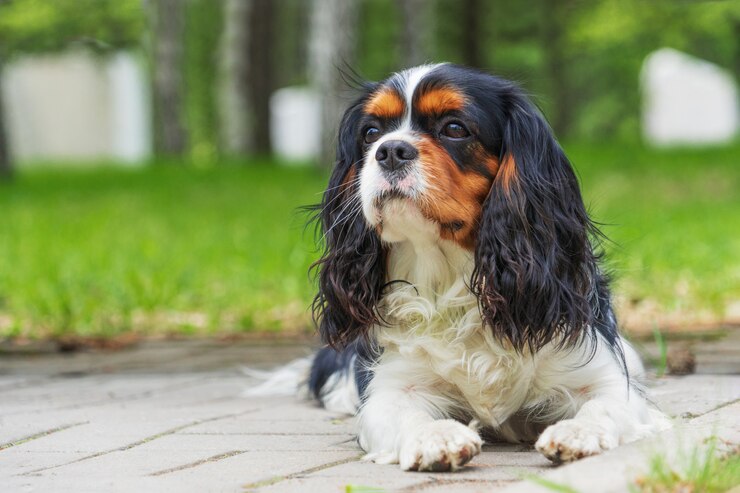 Ritratto di bello, giovane, felice Cocker Spaniel che si trova sull'erba di estate.