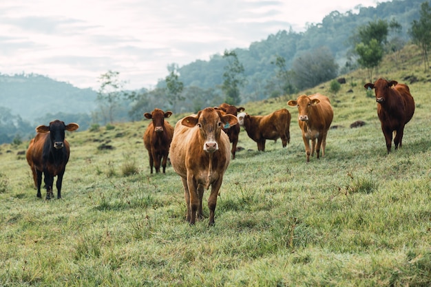 Ritratto di bestiame da una fattoria locale in Argentina.