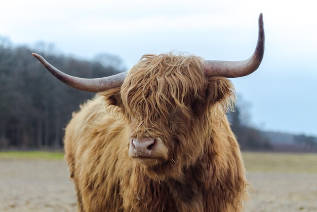 Ritratto di bestiame di montagna sul campo contro il cielo