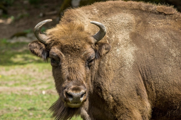 Ritratto di bisonte europeo in piedi sul campo