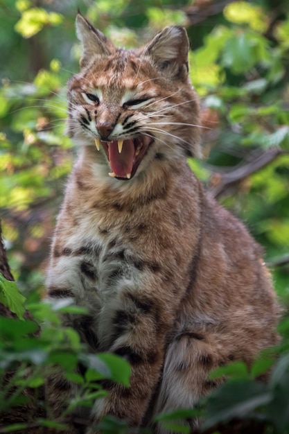 Ritratto di Bobcat