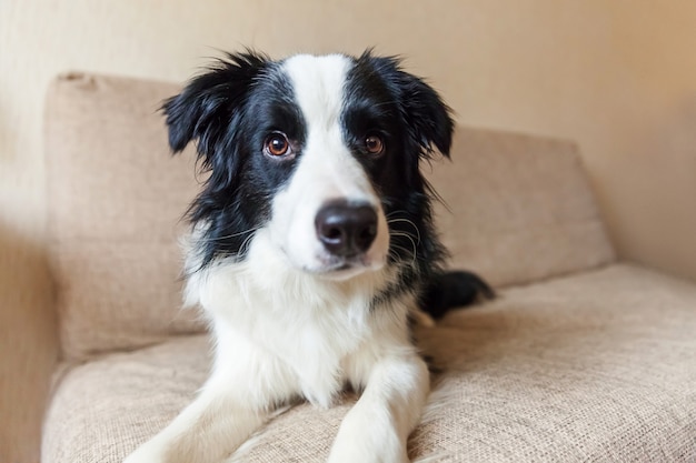 Ritratto di border collie carino sul divano