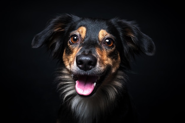 Ritratto di Border collie isolato su sfondo neroxA