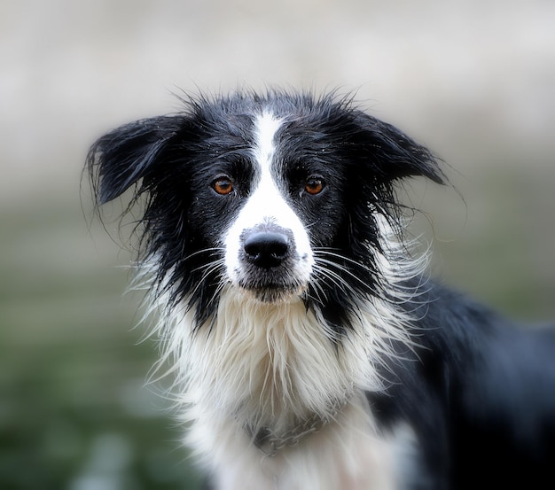 Ritratto di border collie sul campo