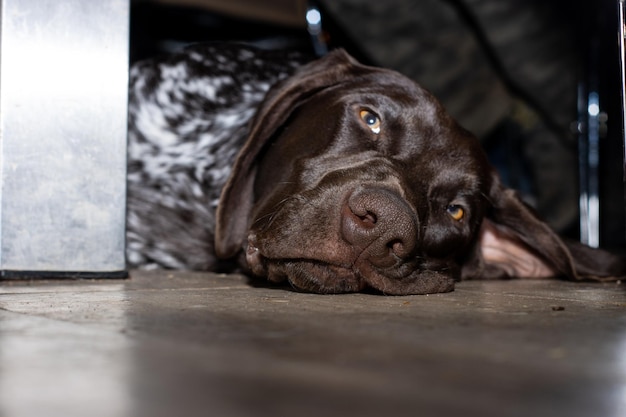 Ritratto di braco tedesco che dorme sul pavimento