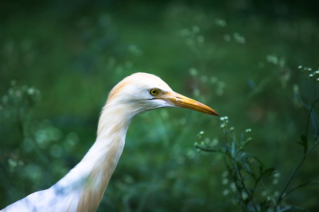 Ritratto di Bubulcus ibis o airone o comunemente noto come airone guardabuoi nel parco pubblico in India