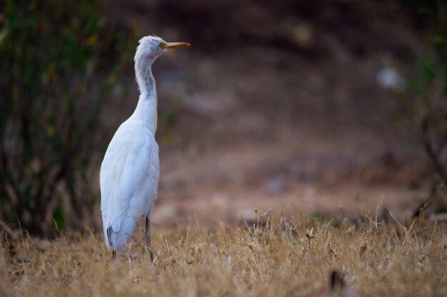 Ritratto di Bubulcus ibis o airone o comunemente noto come airone guardabuoi nel parco pubblico