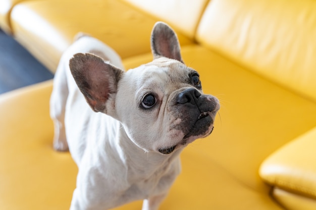 Ritratto di bulldog francese a casa. Vista orizzontale del cucciolo triste isolato su sfondo giallo.