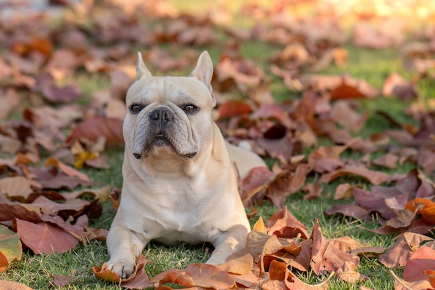 Ritratto di bulldog francese che giace in foglie colorate caduta al parco.