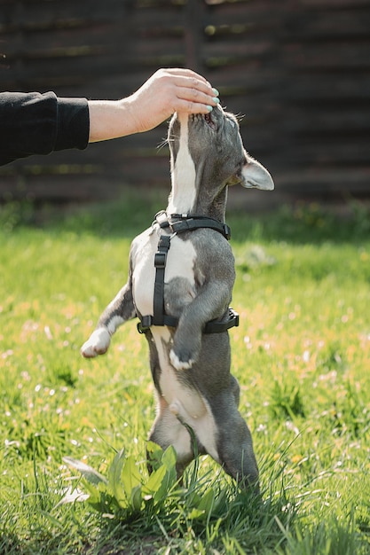 Ritratto di bulldog francese Il bulldog francese esegue trucchi si siede sull'erba verde all'aperto