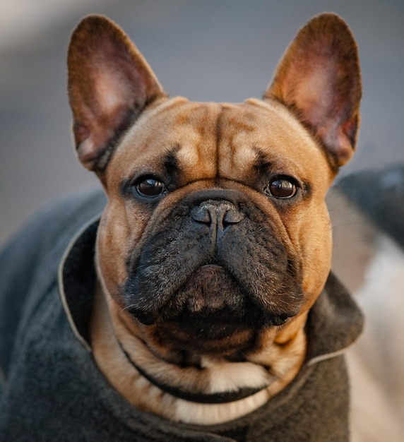 Ritratto di bulldog francese in un cappotto