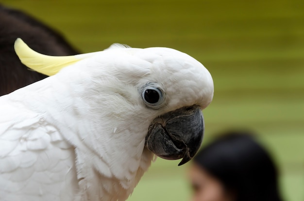 Ritratto di cacatua crestato di zolfo