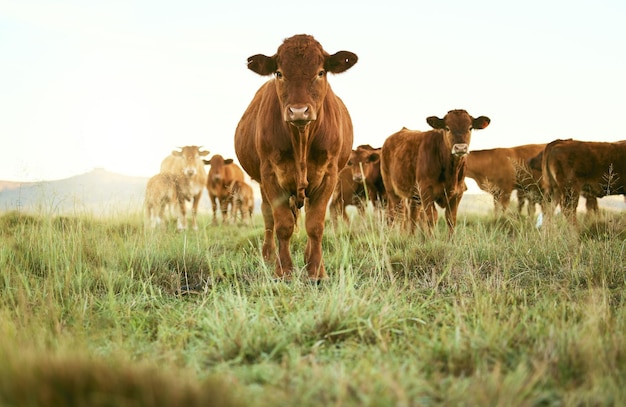 Ritratto di campo di mucche e bovini su campagna erbosa e caseificio per la crescita e l'ecologia della produzione sostenibile