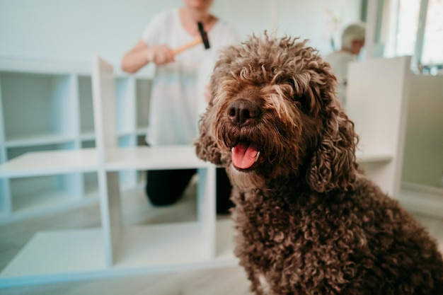 Ritratto di cane a casa