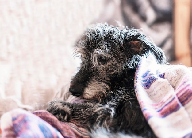 Ritratto di cane anziano di razza mista con bedlington terrier dopo il bagno con pelliccia bagnata in un asciugamano da compagnia