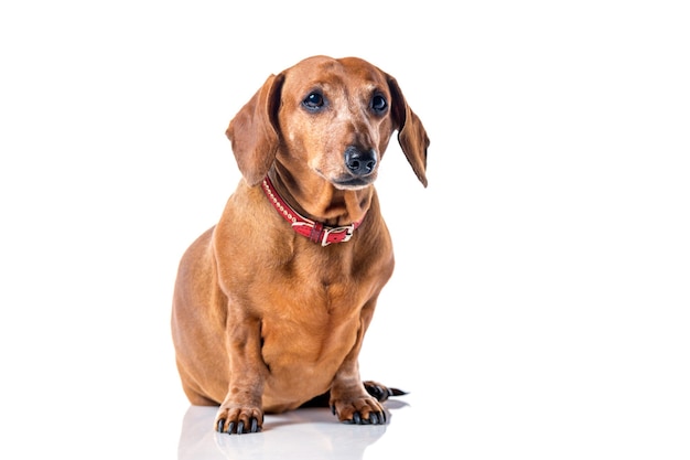 Ritratto di cane bassotto marrone isolato su sfondo bianco.