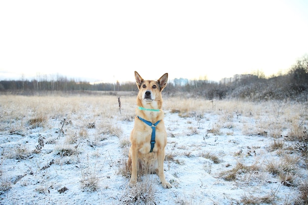 Ritratto di cane bastardo dai capelli rossi felice che cammina sul campo di inverno soleggiato.