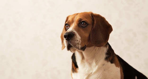 Ritratto di cane beagle americano seduto sul letto del cane guardando a parte