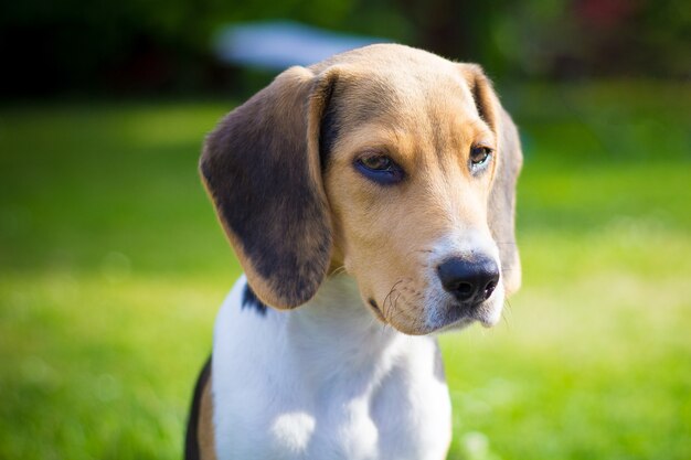 Ritratto di cane beagle cucciolo