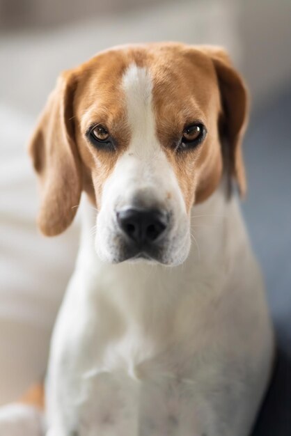 Ritratto di cane Beagle in un interno luminoso