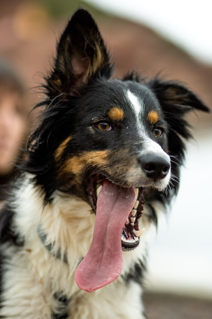 Ritratto di cane border collie con lingua super lunga