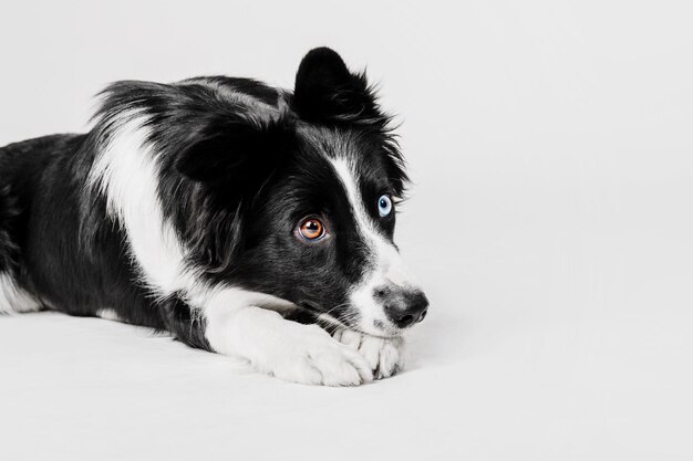 Ritratto di cane Border Collie su sfondo bianco