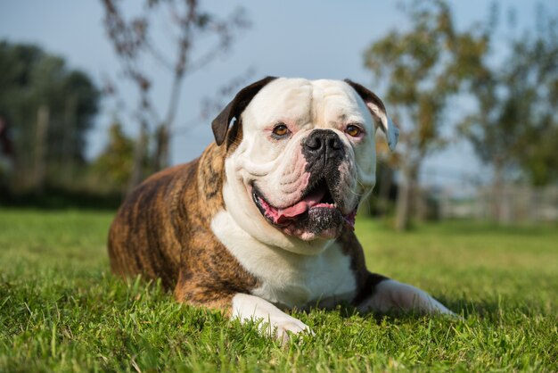 Ritratto di cane Bulldog americano cappotto tigrato in cortile