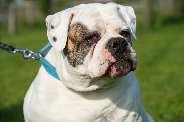 Ritratto di cane Bulldog americano di bianco con macchie di mantello con motivo a colori rosso, nero e tigrato nel cortile