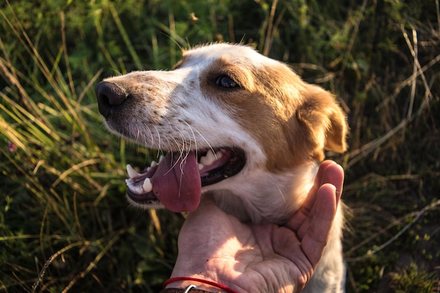 Ritratto di cane carino. Cane giocoso e mano del suo proprietario. Il proprietario gioca con il cane e il cane ha rovesciato la lingua. Messa a fuoco selezionata. Erba sullo sfondo.