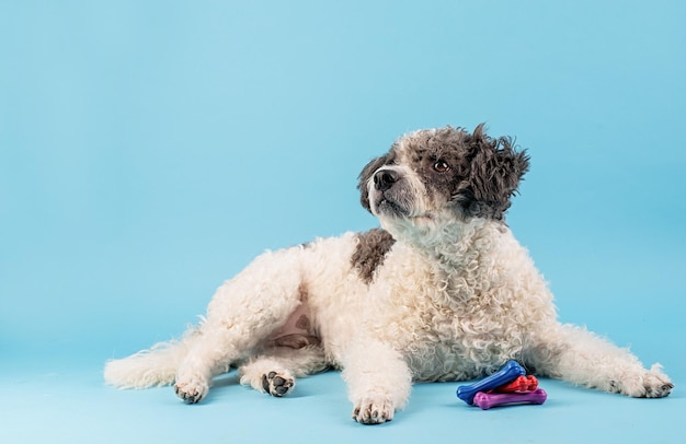 Ritratto di cane carino di razza mista su sfondo blu