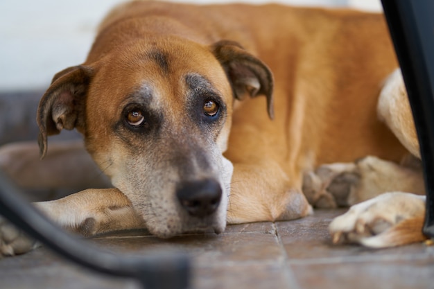 Ritratto di cane carino marrone